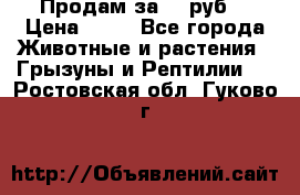 Продам за 50 руб. › Цена ­ 50 - Все города Животные и растения » Грызуны и Рептилии   . Ростовская обл.,Гуково г.